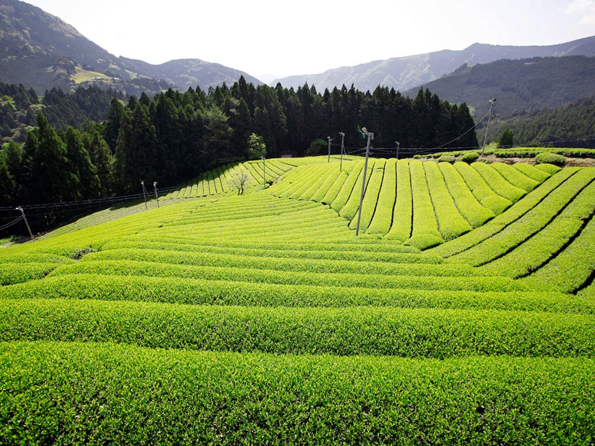 静岡の茶畑